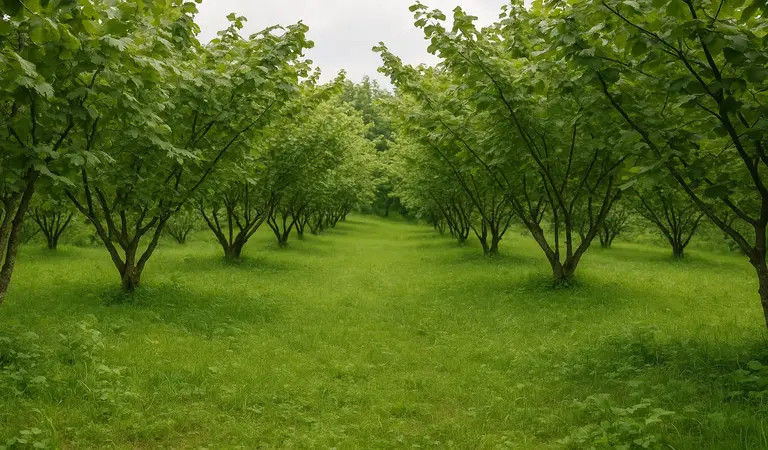 Rüyada Fındık Bahçesi Görmek